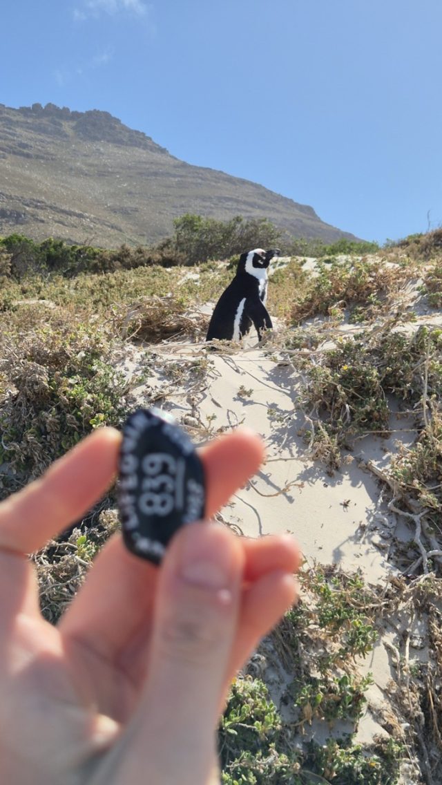 Hand-painted penguin stone #839 hidden at Boulders Beach, Simon's Town, South Africa (photo 3 of 5)