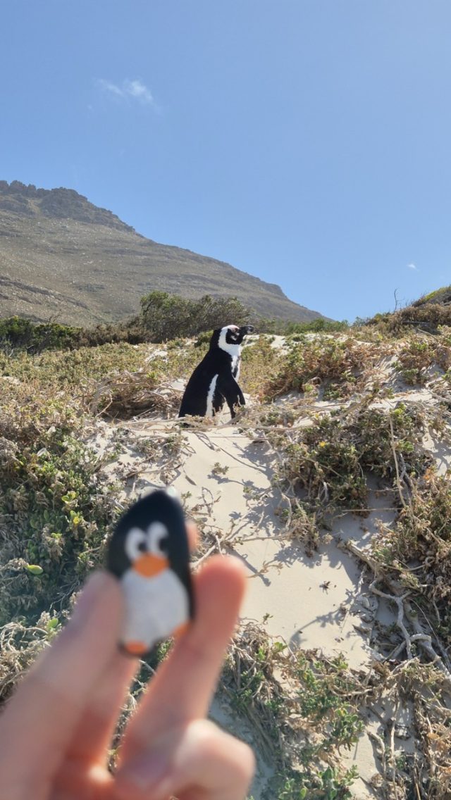 Hand-painted penguin stone #839 hidden at Boulders Beach, Simon's Town, South Africa (photo 4 of 5)