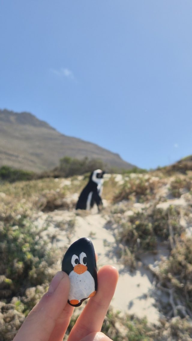 Hand-painted penguin stone #839 hidden at Boulders Beach, Simon's Town, South Africa (photo 5 of 5)