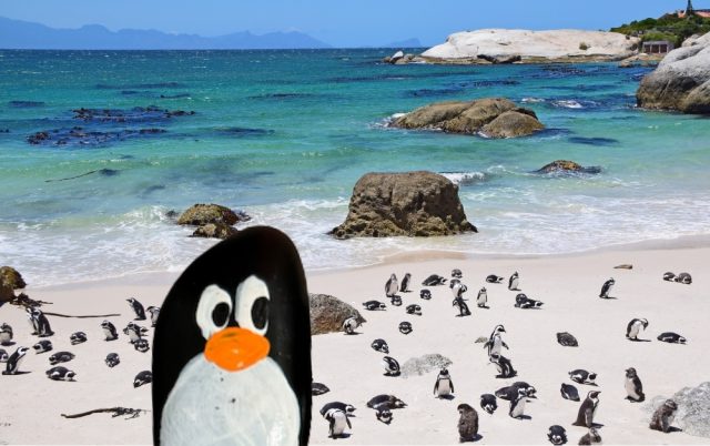 Ručne maľovaný tučniakový kameň č. 839 ukrytý na mieste Boulders Beach, Simon's Town, Južná Afrika
