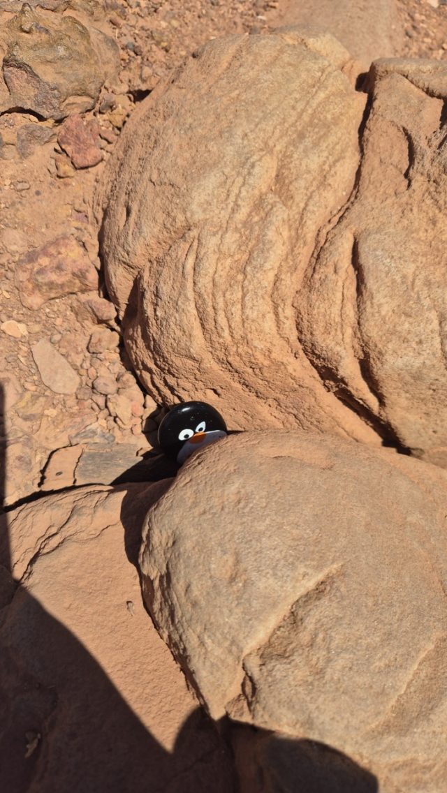 Hand-painted penguin stone #862 hidden at Cape of Good Hope, Cape Town, South Africa (photo 3 of 3)