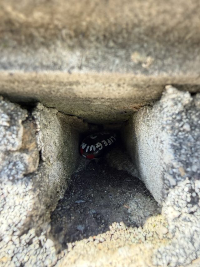 Hand-painted penguin stone #942 hidden at St John's Park, Bergamo, Italy (photo 5 of 5)