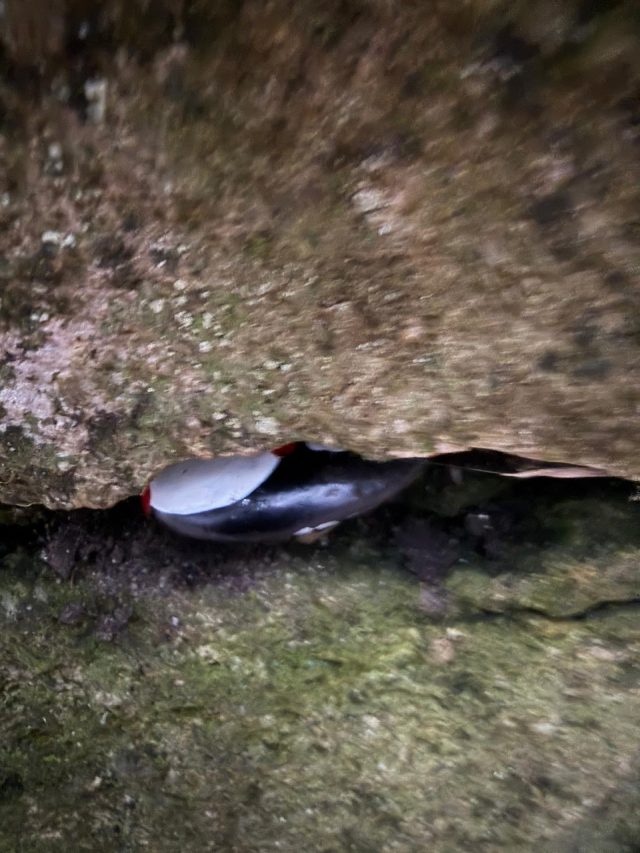 Hand-painted penguin stone #993 hidden at Bournemouth Parks Lower Gardens, Bournemouth, United Kingdom (photo 5 of 5)