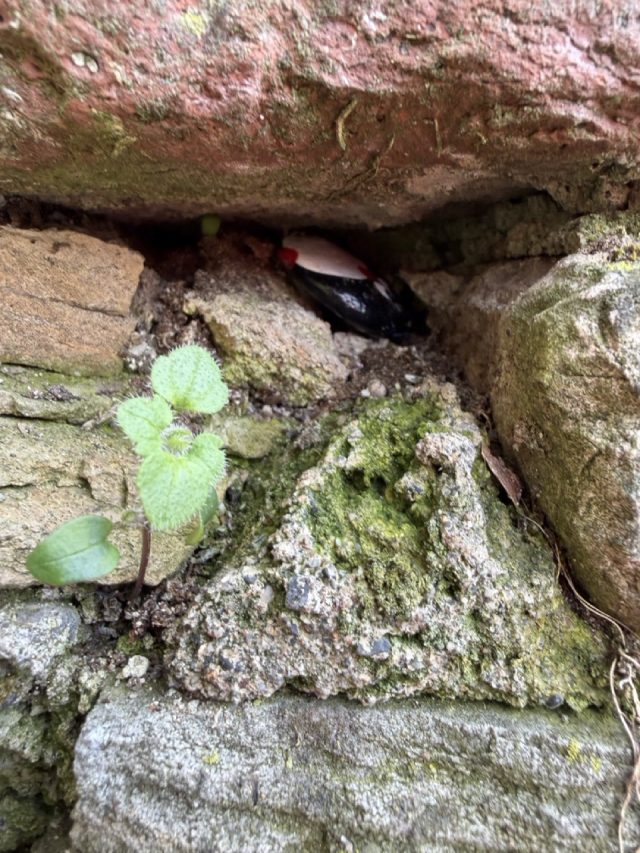 Hand-painted penguin stone #996 hidden at Fontana delle Rogge, Bergamo, Italy (photo 5 of 5)