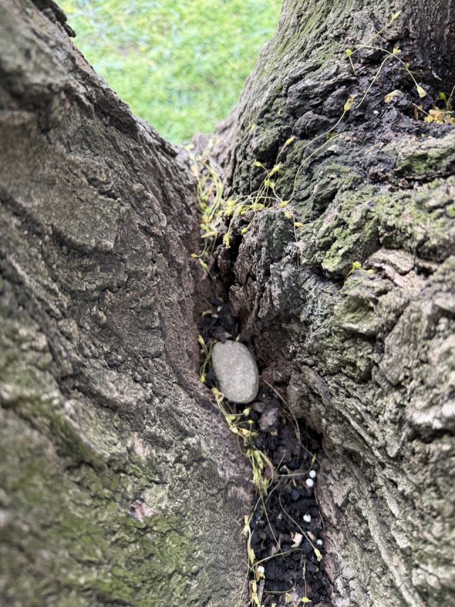 Hand-painted penguin stone #1416 hidden at Tree at Elisabethenanlage Park, Basel, Switzerland (photo 5 of 5)