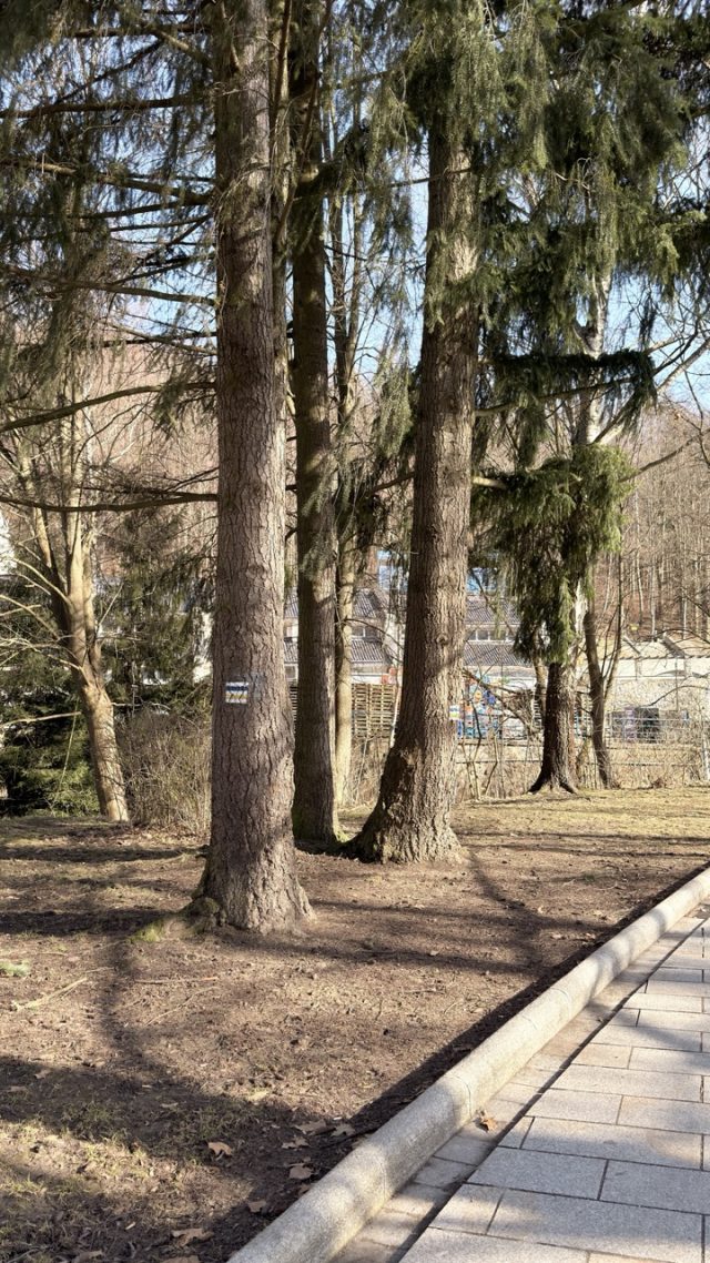 Hand-painted penguin stone #804 hidden at Tree trunk in a small park, Krynica, Poland (photo 3 of 5)