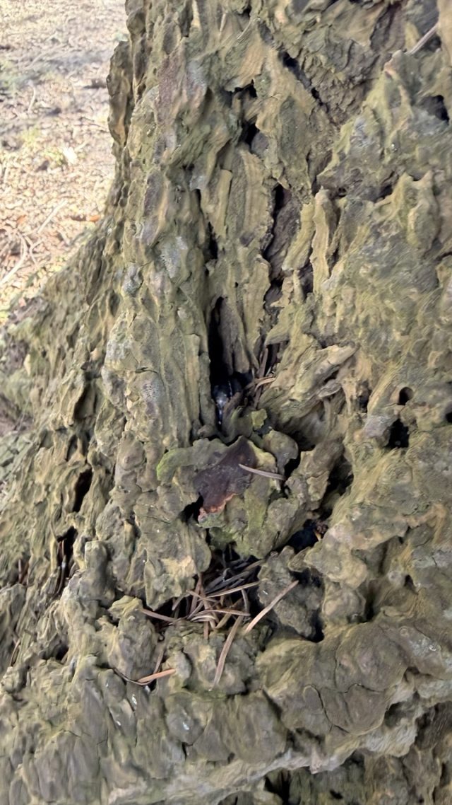 Hand-painted penguin stone #804 hidden at Tree trunk in a small park, Krynica, Poland (photo 5 of 5)