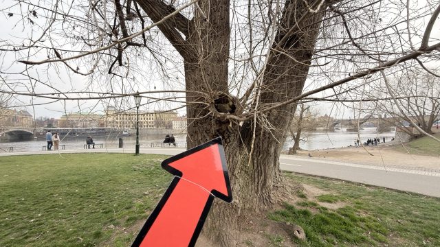 Hand-painted penguin stone #861 hidden at Park Cihelna, Prague, Czechia (photo 5 of 5)