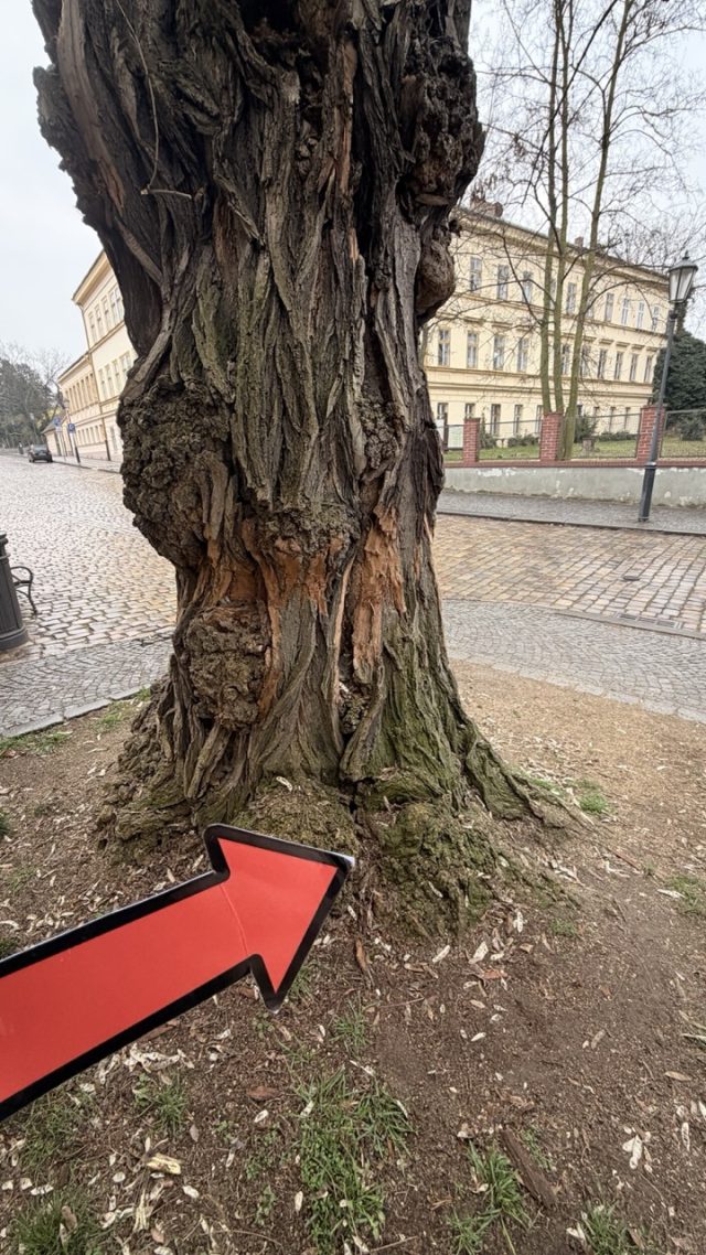 Hand-painted penguin stone #880 hidden at Leopold Gate in Vysehrad, Prague, Czechia (photo 5 of 5)