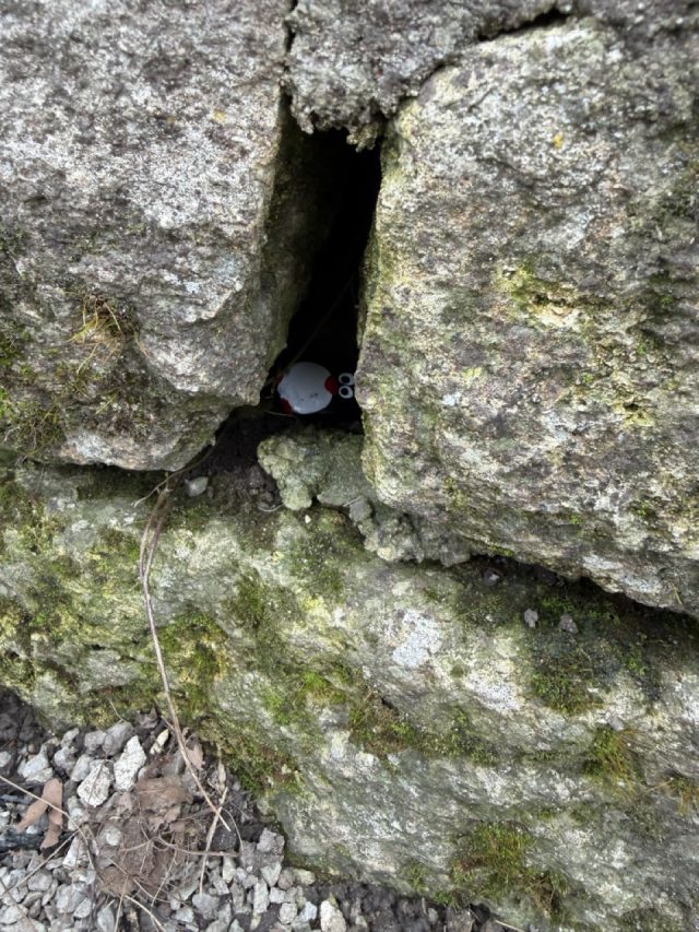 Hand-painted penguin stone #920 hidden at Stari Grad, Varazdin, Croatia (photo 3 of 5)