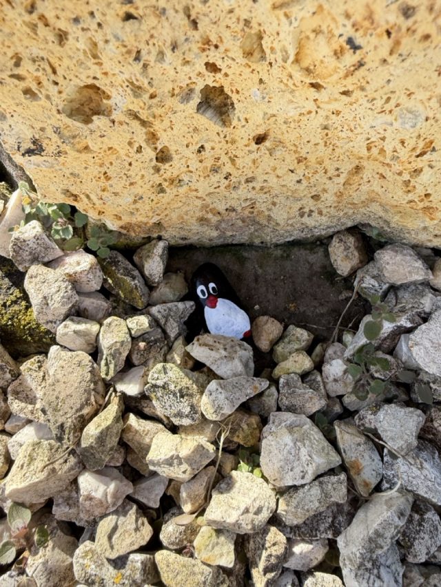 Hand-painted penguin stone #949 hidden at Gazdovsky dvor, Velke Raskovce, Slovakia (photo 5 of 5)