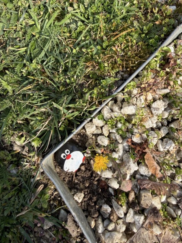 Hand-painted penguin stone #998 hidden at Mahatma Gandhi, Zagreb, Croatia (photo 4 of 5)