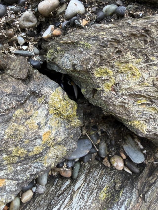 Hand-painted penguin stone #1019 hidden at Black Castle, Wicklow, Ireland (photo 4 of 5)