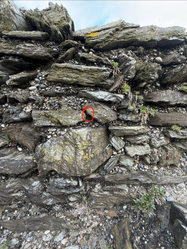 Hand-painted penguin stone #1019 hidden at Black Castle, Wicklow, Ireland (photo 5 of 5)