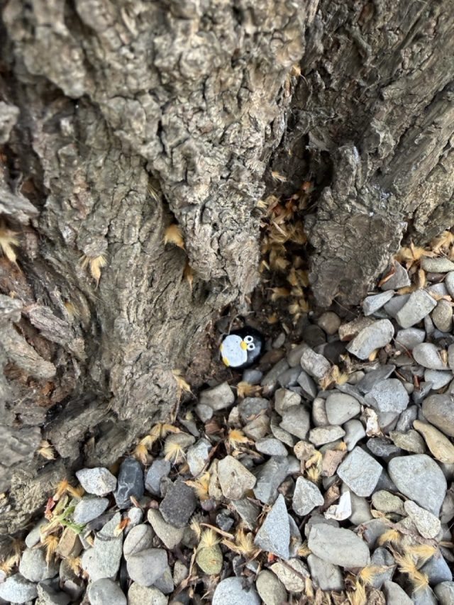 Hand-painted penguin stone #1024 hidden at Trinity College, Dublin, Ireland (photo 4 of 5)
