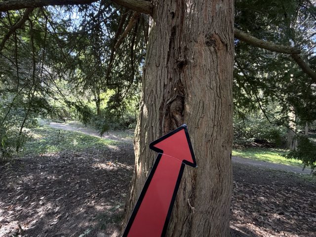 Hand-painted penguin stone #1026 hidden at Torreya nucifera, Arboretum Mlynany SAV, Slovakia (photo 2 of 5)