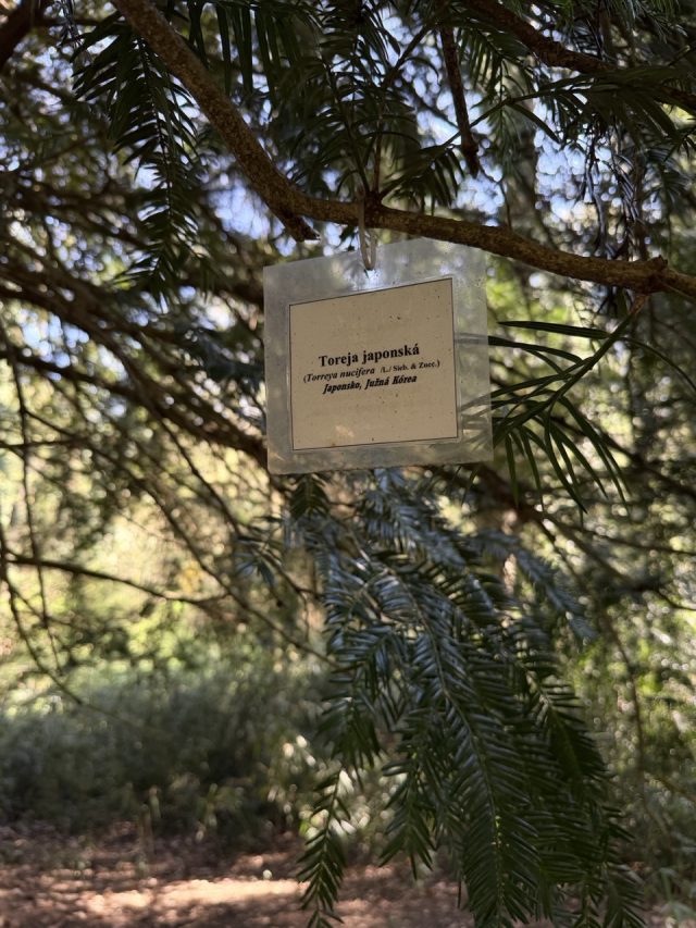 Hand-painted penguin stone #1026 hidden at Torreya nucifera, Arboretum Mlynany SAV, Slovakia (photo 5 of 5)