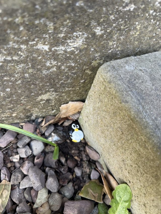 Hand-painted penguin stone #1032 hidden at Saint Fin Barre's Cathedral, Cork, Ireland (photo 5 of 5)