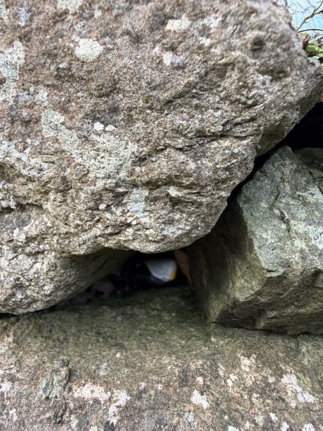 Hand-painted penguin stone #1035 hidden at Saint Fin Barre's Cathedral, Cork, Ireland (photo 4 of 5)
