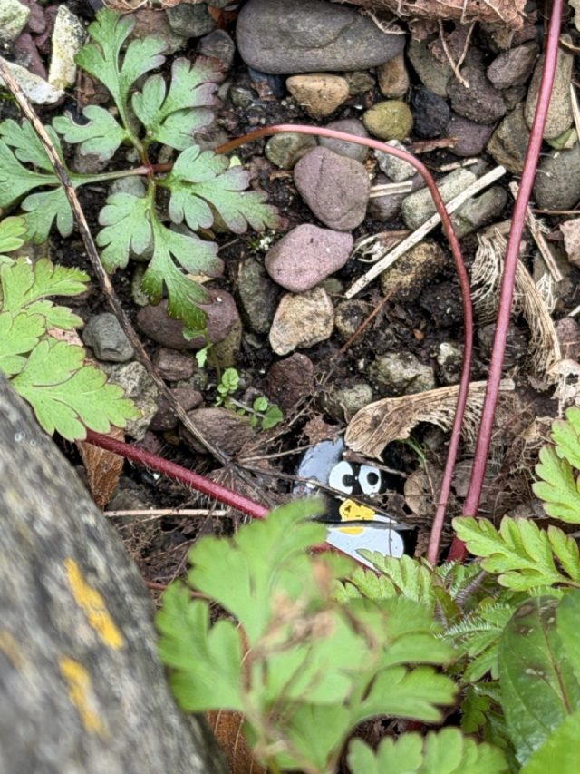 Hand-painted penguin stone #1036 hidden at St. Paul's Church & Graveyard, Glin, Ireland (photo 2 of 5)