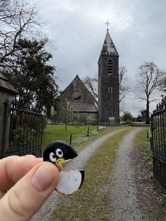 Hand-painted penguin stone #1036 hidden at St. Paul's Church & Graveyard, Glin, Ireland (photo 3 of 5)
