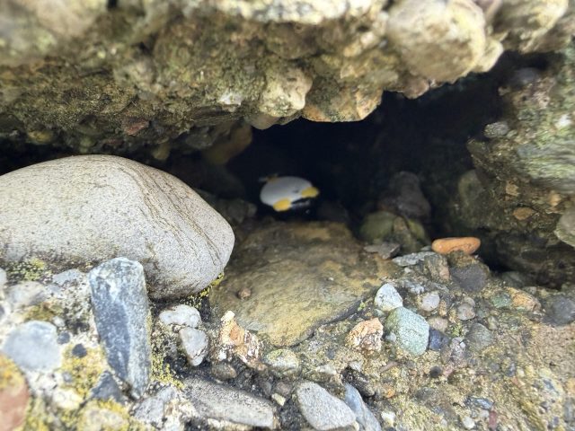 Hand-painted penguin stone #1040 hidden at East Pier Head Light, Wicklow, Ireland (photo 4 of 5)