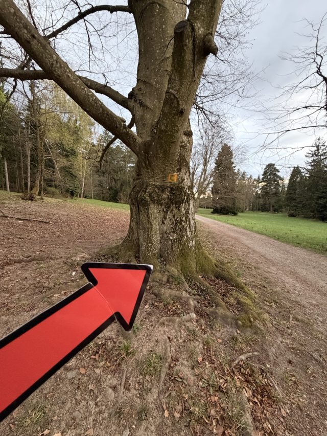 Hand-painted penguin stone #1042 hidden at Tree at Park in Topolcianky, Topolcianky, Slovakia (photo 5 of 5)
