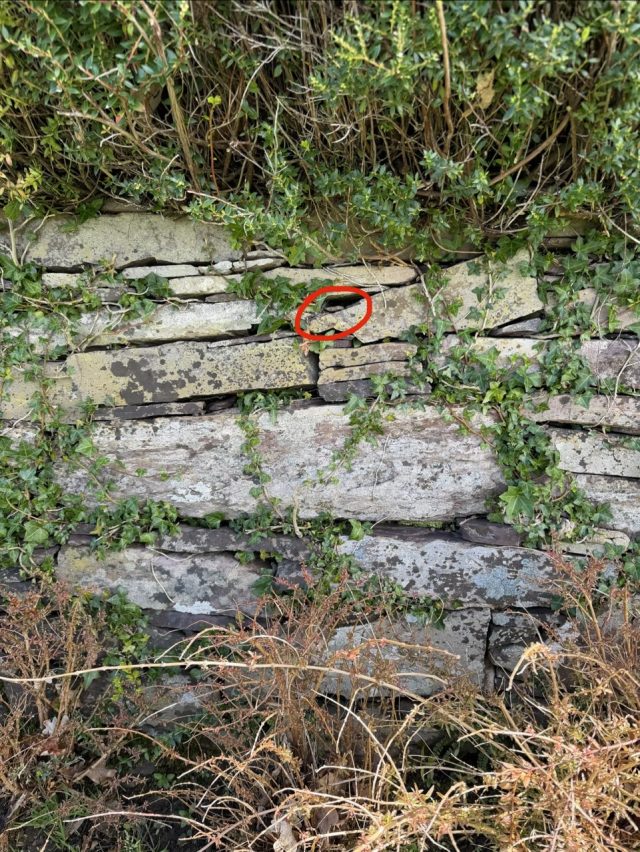 Hand-painted penguin stone #1049 hidden at Muckross House, Killarney, Ireland (photo 5 of 5)