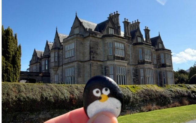 Hand-painted penguin stone #1049 hidden at Muckross House, Killarney, Ireland