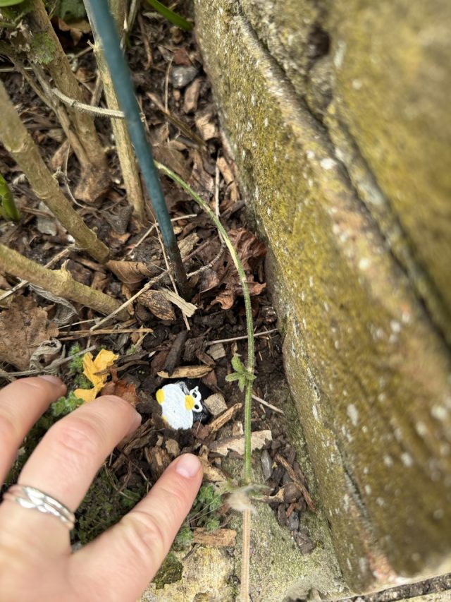 Hand-painted penguin stone #1051 hidden at Dubh Linn Garden, Dublin, Ireland (photo 3 of 5)