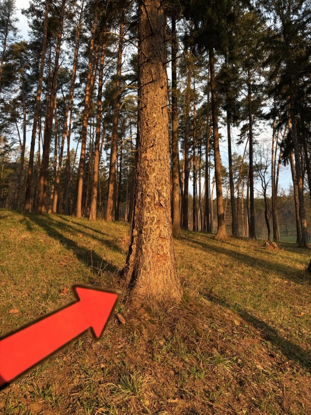 Hand-painted penguin stone #1052 hidden at Tree above Bojnice, Bojnice, Slovakia (photo 5 of 5)
