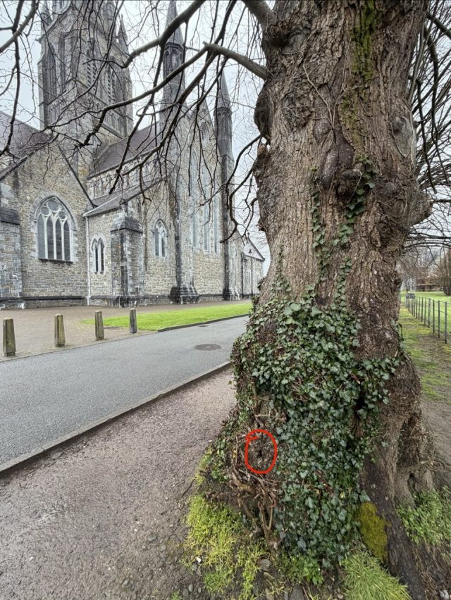 Hand-painted penguin stone #1054 hidden at St. Mary's Cathedral, Killarney, Ireland (photo 5 of 5)