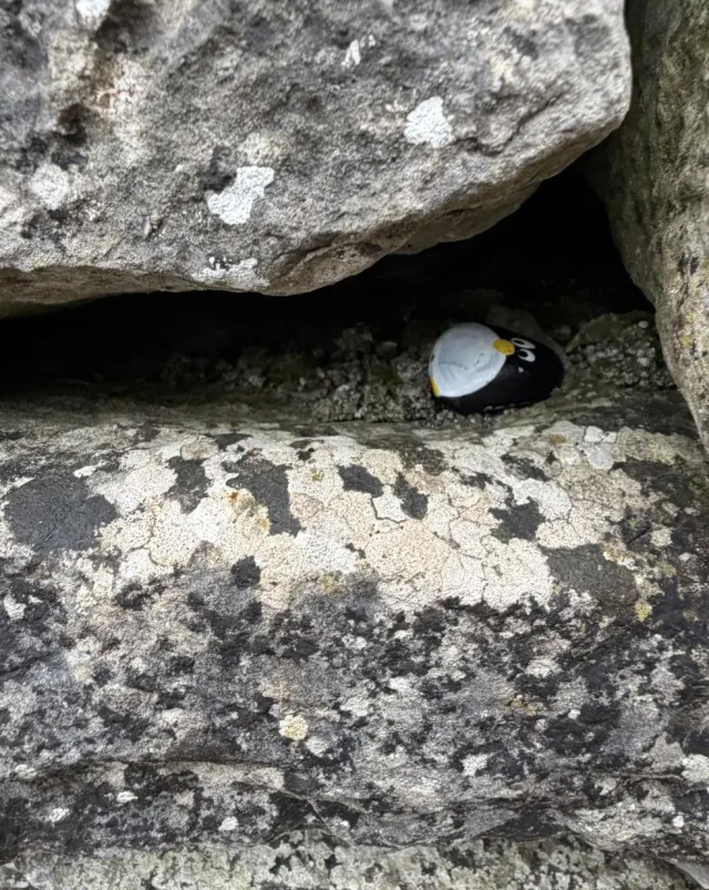 Hand-painted penguin stone #1056 hidden at Claregalway Friary, Claregalway, Ireland (photo 2 of 4)