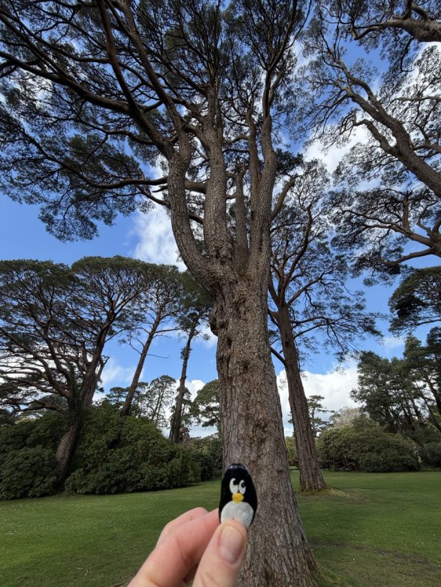 Hand-painted penguin stone #1057 hidden at Muckross Gardens, Killarney, Ireland (photo 2 of 5)