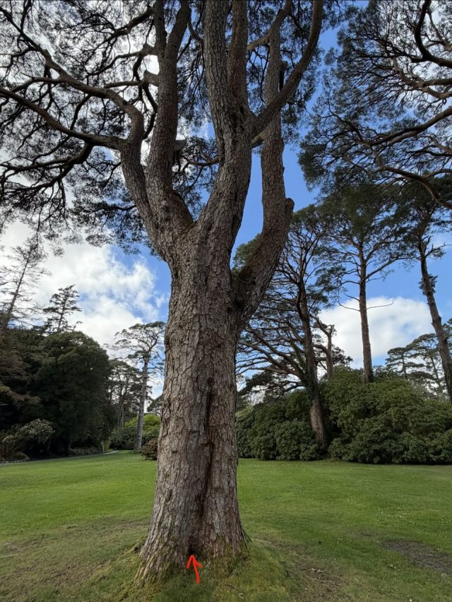 Hand-painted penguin stone #1057 hidden at Muckross Gardens, Killarney, Ireland (photo 5 of 5)