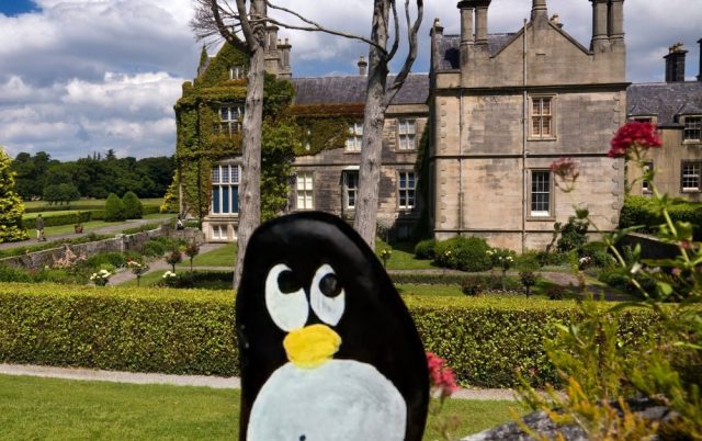 Hand-painted penguin stone #1057 hidden at Muckross Gardens, Killarney, Ireland