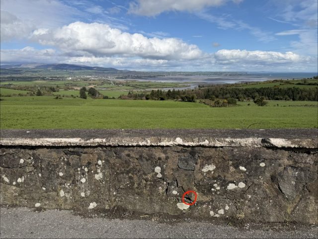 Hand-painted penguin stone #1067 hidden at Stone Wall, Close to Ballinalira, Ireland (photo 4 of 4)