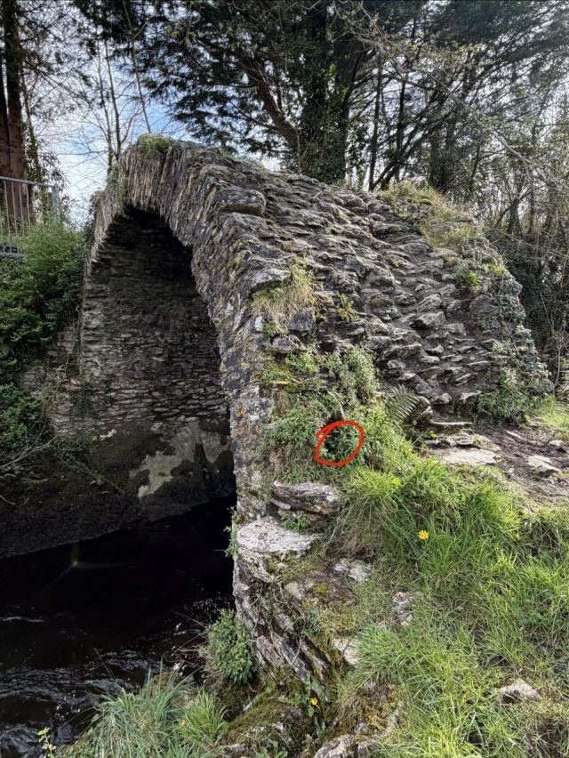 Hand-painted penguin stone #1070 hidden at Cromwell's Bridge, Kenmare, Ireland (photo 5 of 5)