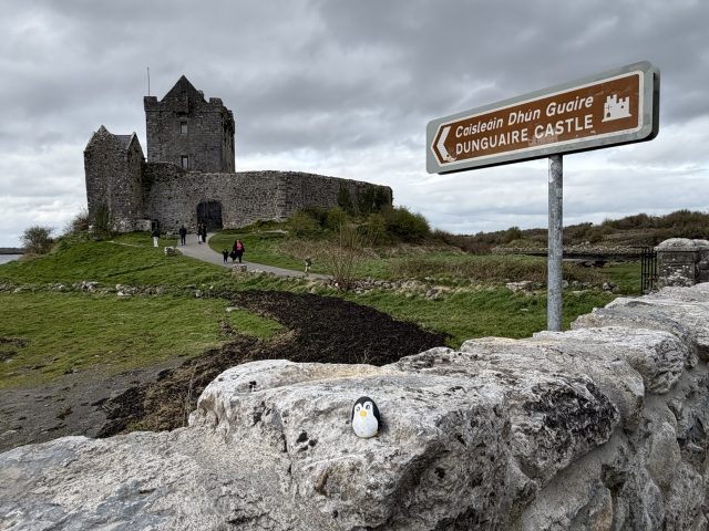 Hand-painted penguin stone #1081 hidden at Dunguaire Castle, Kinvarra, Ireland (photo 2 of 5)