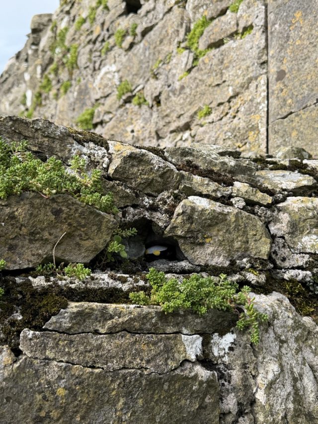 Hand-painted penguin stone #1081 hidden at Dunguaire Castle, Kinvarra, Ireland (photo 4 of 5)