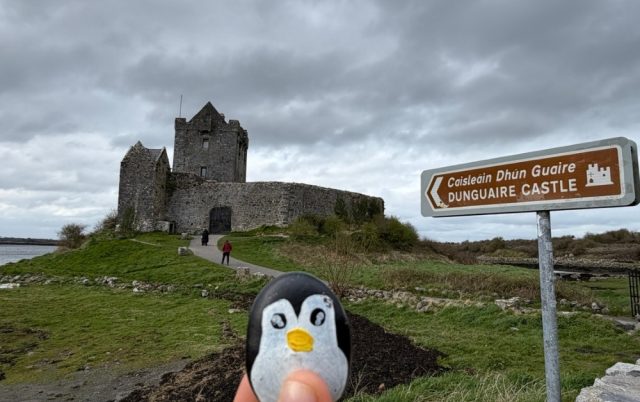 Hand-painted penguin stone #1081 hidden at Dunguaire Castle, Kinvarra, Ireland
