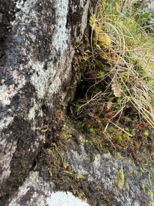 Hand-painted penguin stone #1095 hidden at Ladies' View, Ring of Kerry, Ireland (photo 4 of 5)