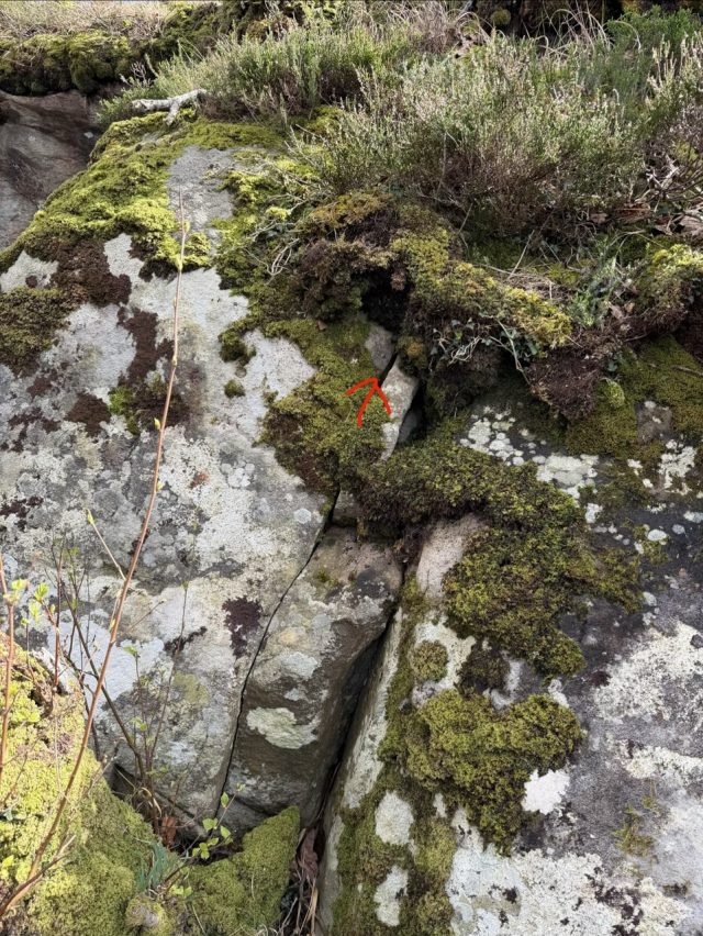 Hand-painted penguin stone #1170 hidden at Upper Lake Killarney, Gortroe, Ireland (photo 3 of 5)
