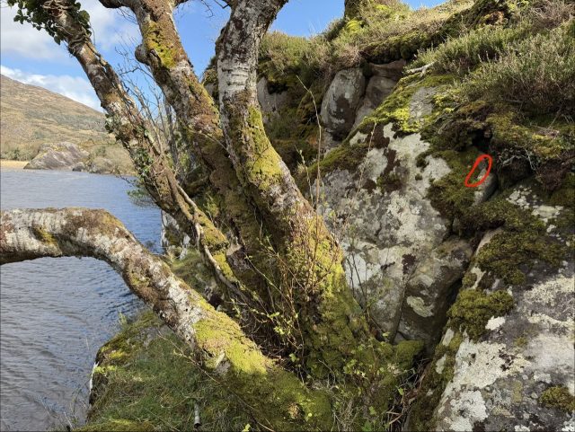 Hand-painted penguin stone #1170 hidden at Upper Lake Killarney, Gortroe, Ireland (photo 5 of 5)