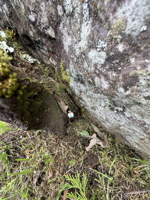 Hand-painted penguin stone #1176 hidden at Kenmare Stone Circle, Kenmare, Ireland (photo 5 of 5)