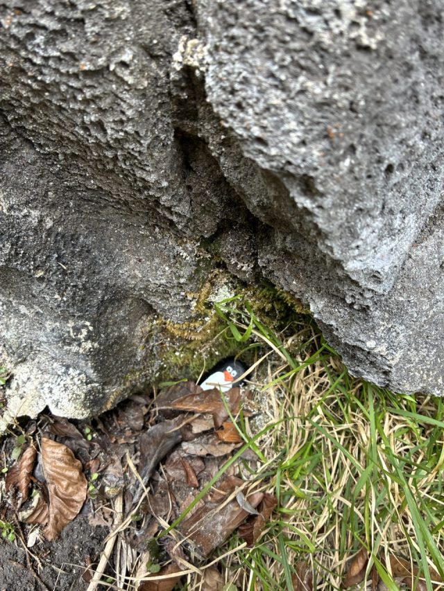 Hand-painted penguin stone #231 hidden at Hollbrucke, Leutasch, Austria (photo 3 of 5)