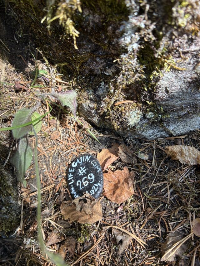 Hand-painted penguin stone #269 hidden at Piburger See, Oetz, Austria (photo 2 of 5)