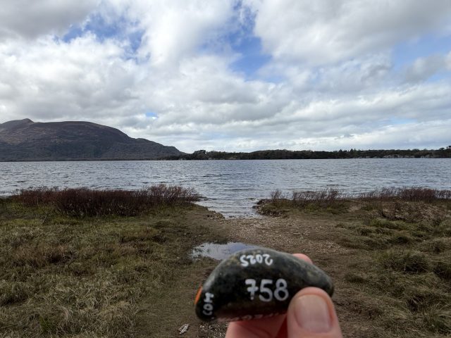 Hand-painted penguin stone #758 hidden at Muckross Lake, Killarney National Park, Ireland (photo 2 of 5)