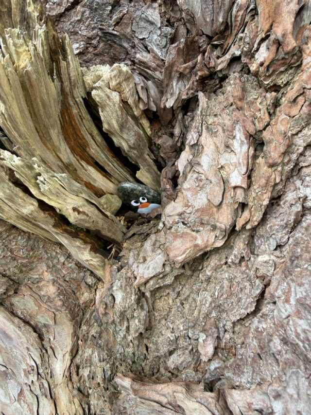 Hand-painted penguin stone #758 hidden at Muckross Lake, Killarney National Park, Ireland (photo 3 of 5)