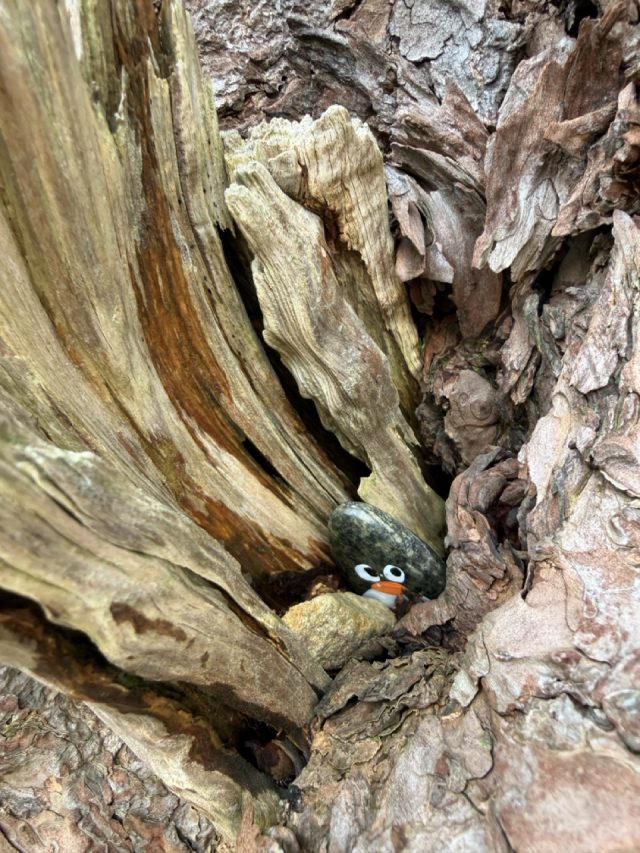 Hand-painted penguin stone #758 hidden at Muckross Lake, Killarney National Park, Ireland (photo 4 of 5)